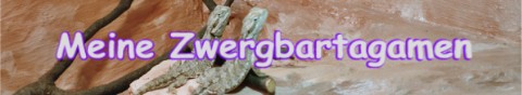 Zwergbartagamen Banner